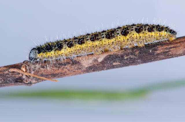 Bruco D - Pieris brassicae